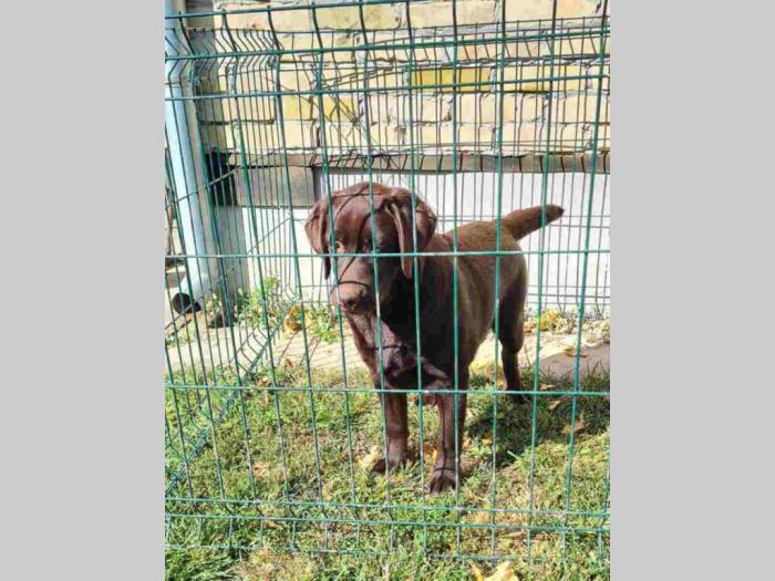 labrador retrivar besplatni mali oglasi