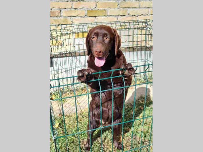 labrador retrivar besplatni mali oglasi