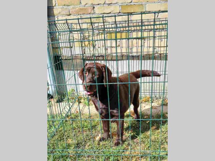 labrador retrivar besplatni mali oglasi