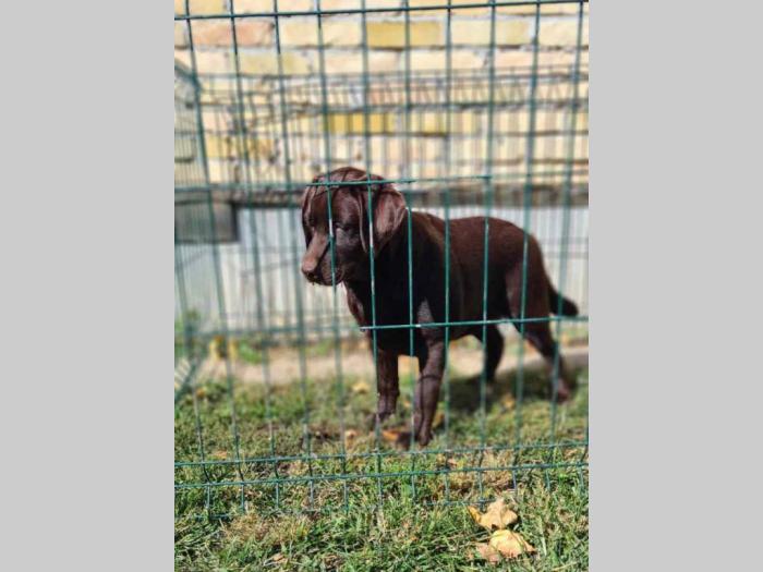 labrador retrivar besplatni mali oglasi