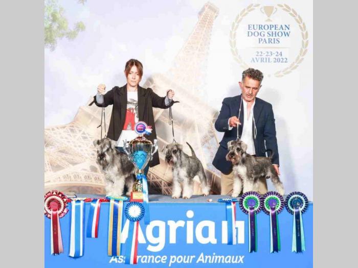 odgajivacnica patuljastih snaucera biber so besplatni mali oglasi