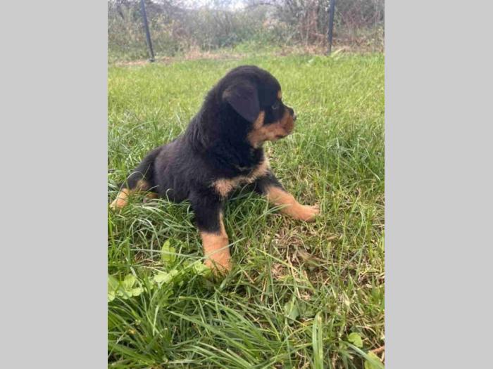 rotvajler štenci stari 2,5 meseca besplatni mali oglasi