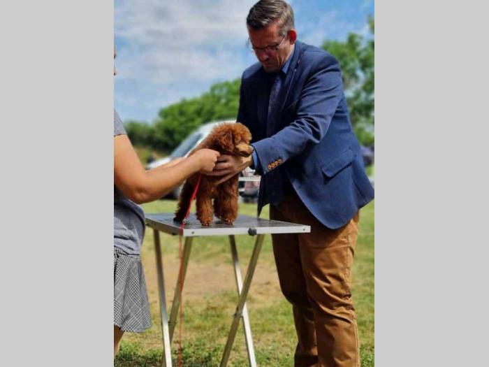 pudla toy crveni mužijak dostupan za parenje besplatni mali oglasi