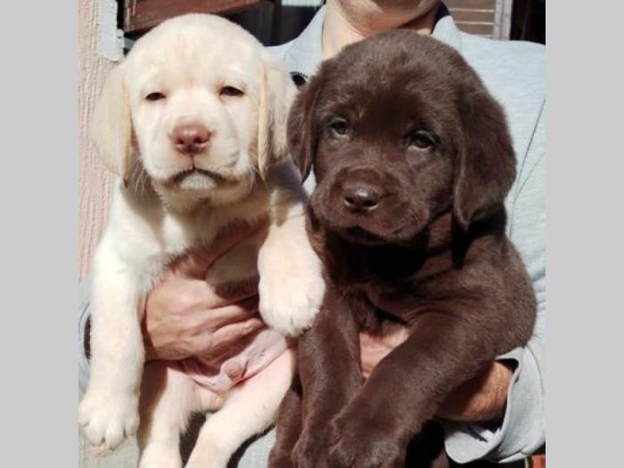 labrador retriver štenci besplatni mali oglasi