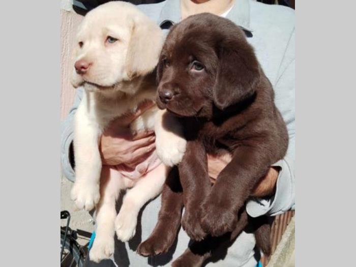 labrador retriver štenci besplatni mali oglasi