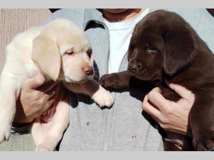 labrador retriver štenci besplatni mali oglasi