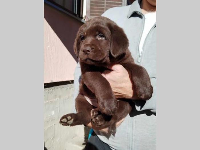 labrador retriver štenci besplatni mali oglasi