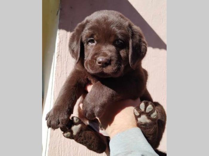 labrador retriver štenci besplatni mali oglasi