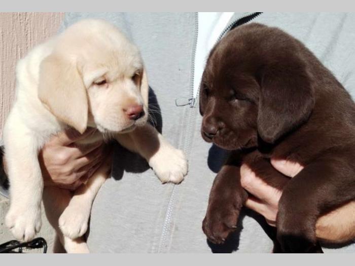 labrador retriver štenci besplatni mali oglasi