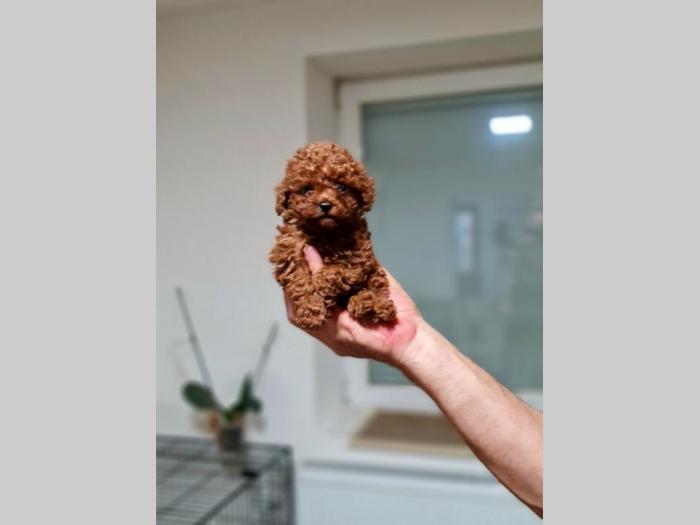toy crvene pudle štenci besplatni mali oglasi