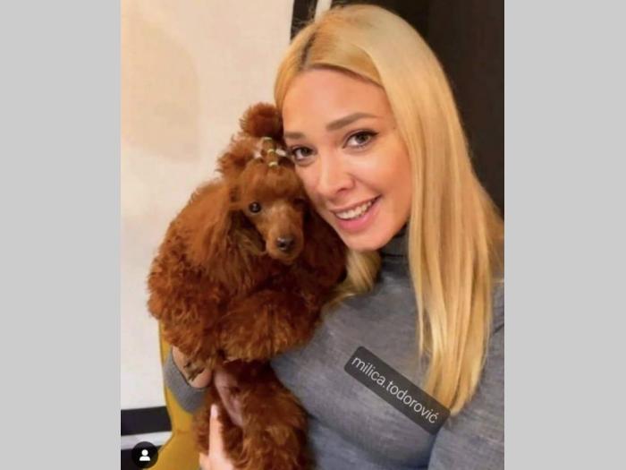 toy crvene pudle štenci besplatni mali oglasi