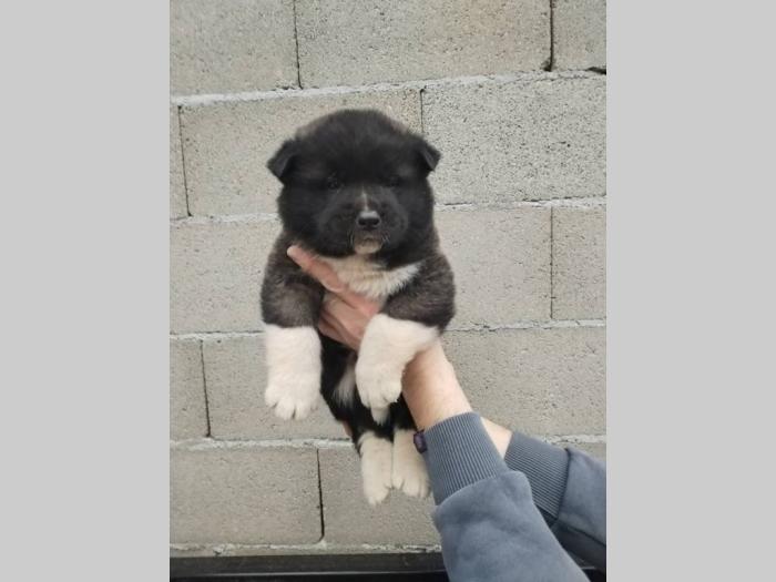 americka akita štenci besplatni mali oglasi