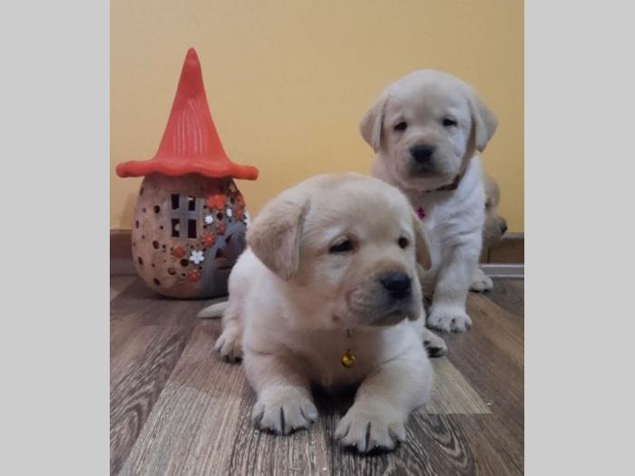 prelepi, čistokrvni štenci labradora besplatni mali oglasi