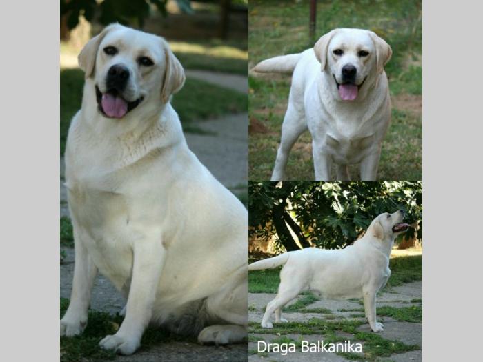 prelepi, čistokrvni štenci labradora besplatni mali oglasi