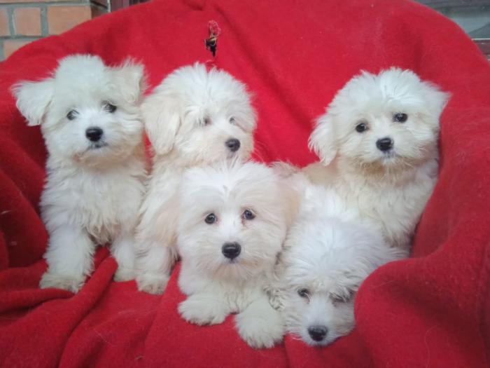 štenci coton de tulear (tulearski pas) besplatni mali oglasi