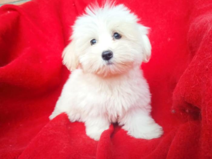 štenci coton de tulear (tulearski pas) besplatni mali oglasi