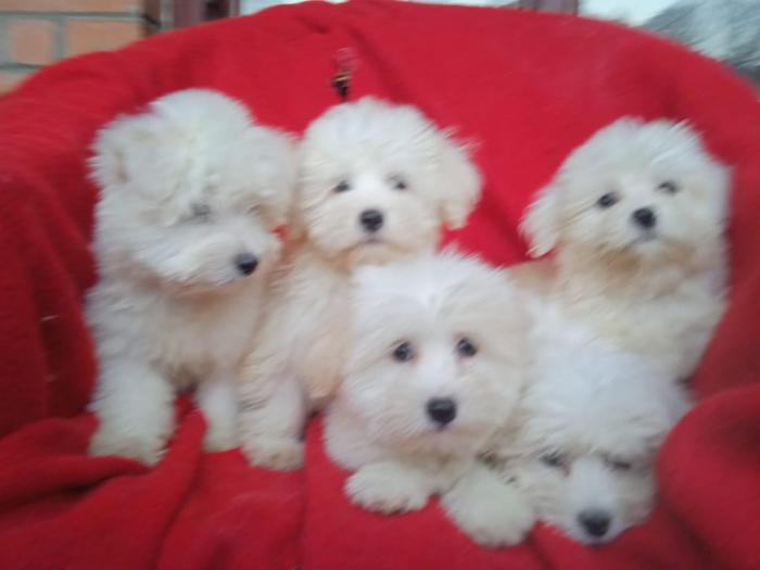 štenci coton de tulear (tulearski pas) besplatni mali oglasi