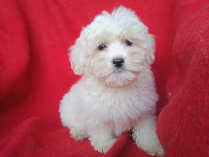 štenci coton de tulear (tulearski pas) besplatni mali oglasi