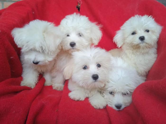 štenci coton de tulear (tulearski pas) besplatni mali oglasi