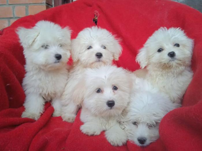 štenci coton de tulear (tulearski pas) besplatni mali oglasi