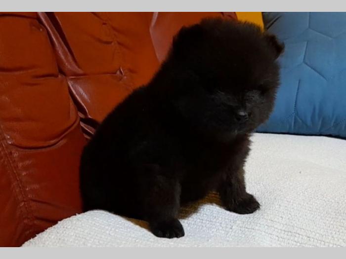 štenci pomeranca besplatni mali oglasi
