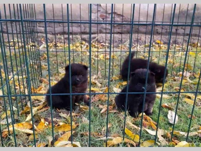 štenci pomeranca besplatni mali oglasi