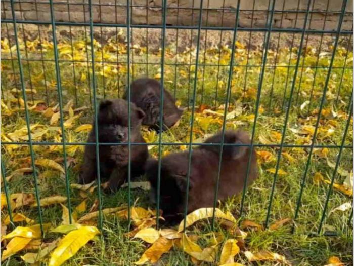 štenci pomeranca besplatni mali oglasi