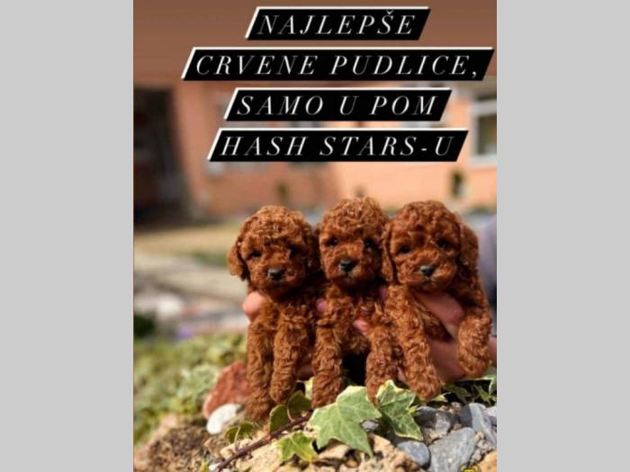 štenci toy crvenih pudlica besplatni mali oglasi