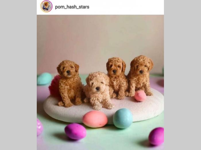 štenci toy crvenih pudlica besplatni mali oglasi