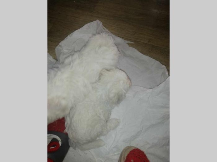 prelepi štenci bišona prodaja besplatni mali oglasi
