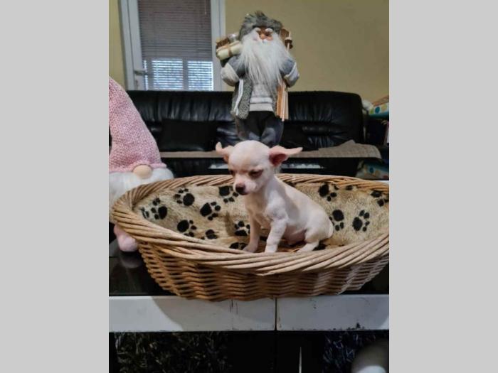 mikro čivave u ponudi besplatni mali oglasi