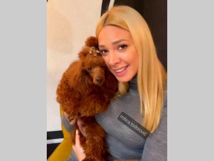 toy pudla crveni mužjak dostupan za parenje besplatni mali oglasi