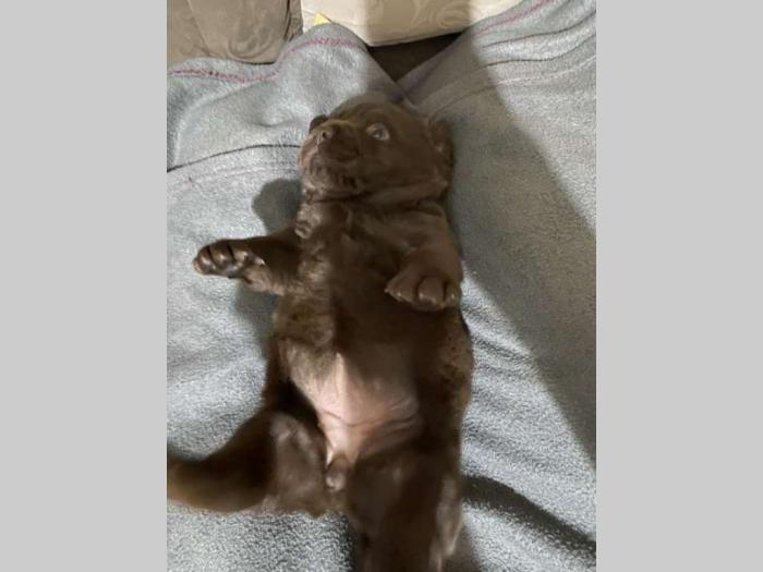 labrador retriver štenci besplatni mali oglasi