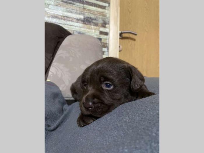 labrador retriver štenci besplatni mali oglasi
