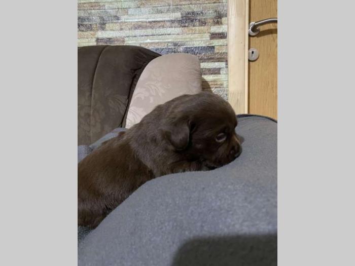 labrador retriver štenci besplatni mali oglasi