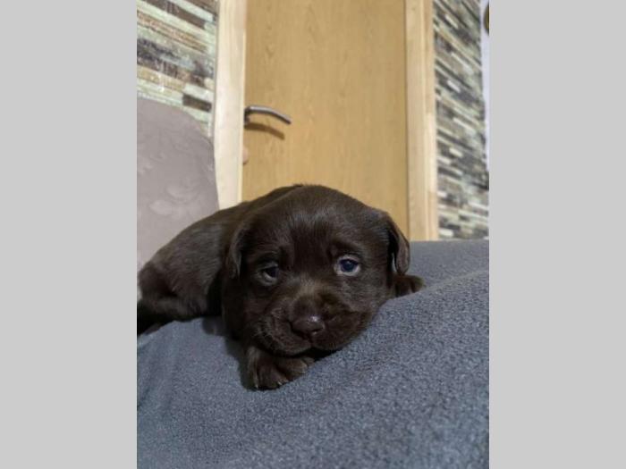 labrador retriver štenci besplatni mali oglasi