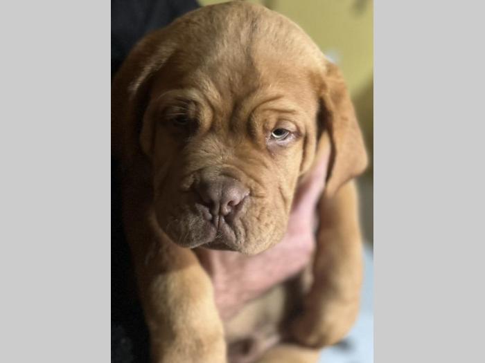 štenci bordoške doge vrhunske krvne linije na prodaju besplatni mali oglasi