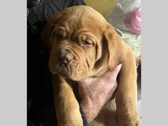 štenci bordoške doge vrhunske krvne linije na prodaju besplatni mali oglasi