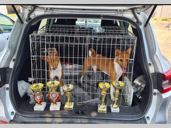 top basenji štenci besplatni mali oglasi