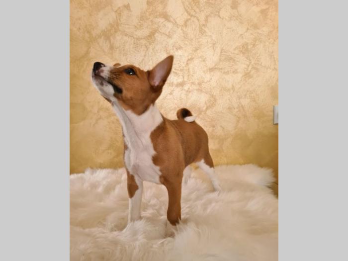 top basenji štenci besplatni mali oglasi