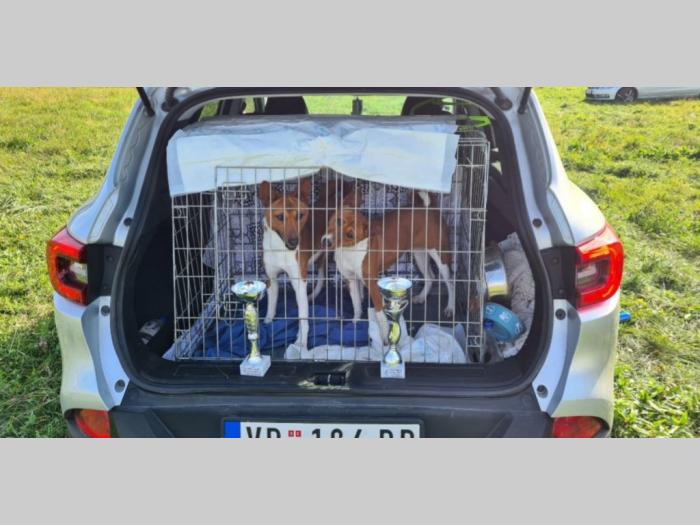 top basenji štenci besplatni mali oglasi