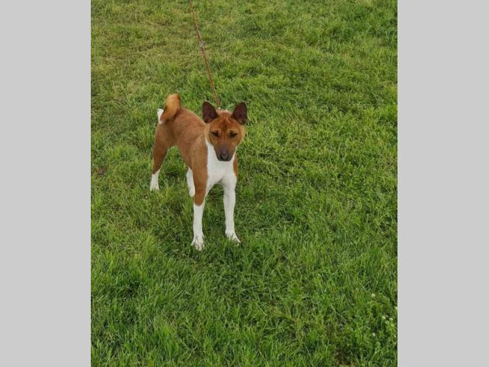 top basenji štenci besplatni mali oglasi