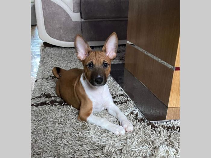 top basenji štenci besplatni mali oglasi