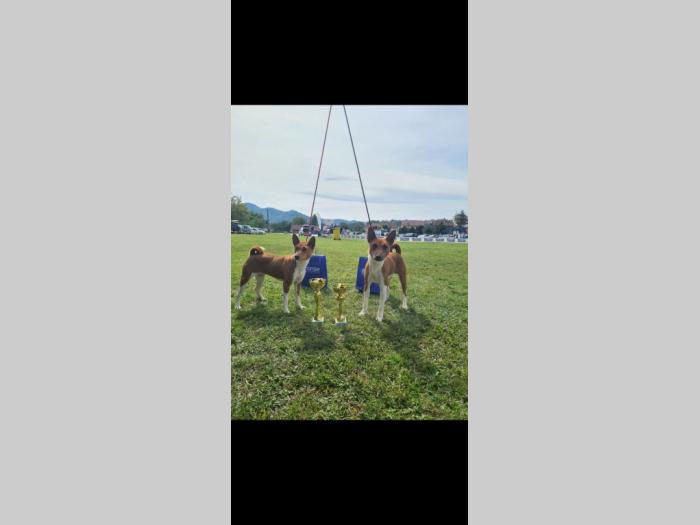 top basenji štenci besplatni mali oglasi