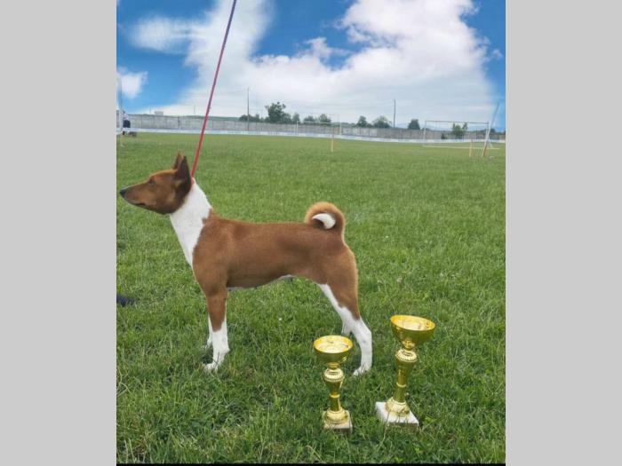 top basenji štenci besplatni mali oglasi
