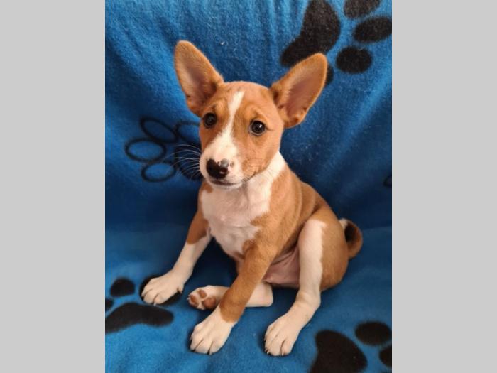 top basenji štenci besplatni mali oglasi