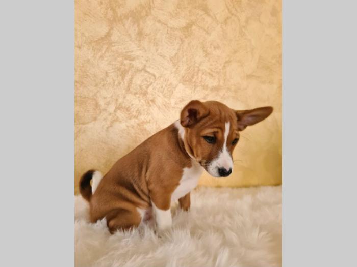 top basenji štenci besplatni mali oglasi