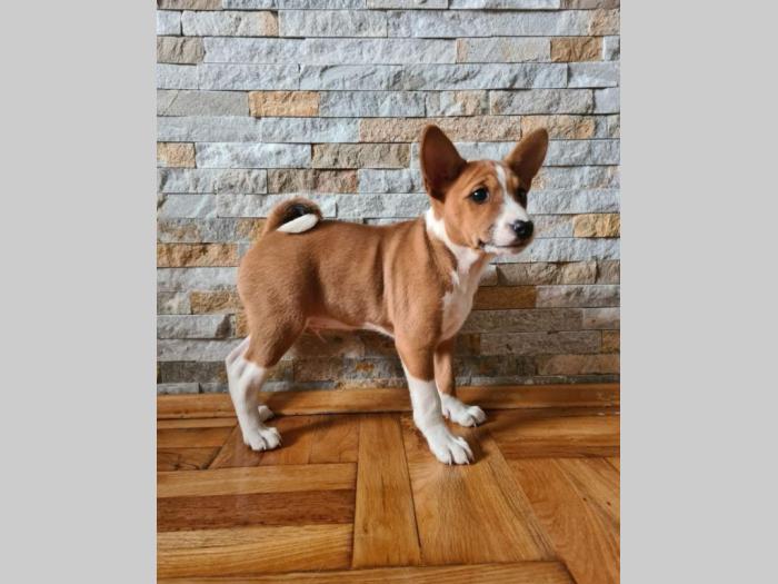 top basenji štenci besplatni mali oglasi