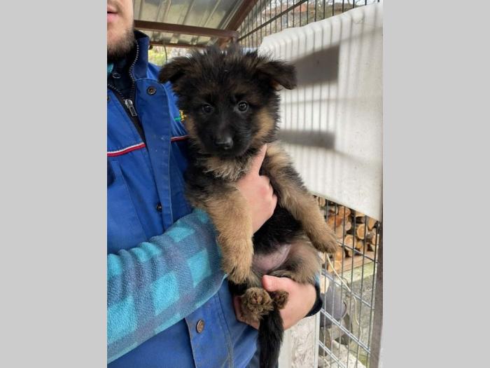 štenci nemačkog ovčara besplatni mali oglasi