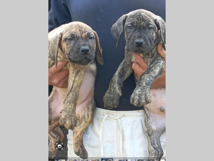 presa kanario prelepi štenci besplatni mali oglasi